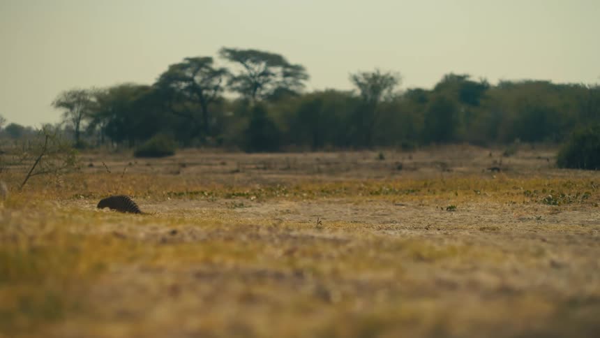 A wild banded mongoose scurries through the dry grasslands of Africa while looking for something to eat