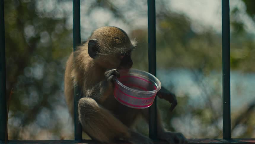 A sad-looking baby vervet monkey sits by a fence licking the inside of a discarded plastic food container in slow motion