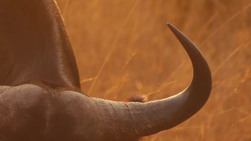A dramatic slow-motion close-up of a majestic African buffalo's head and horns, backlit by the warm, golden light of the savanna at sunset