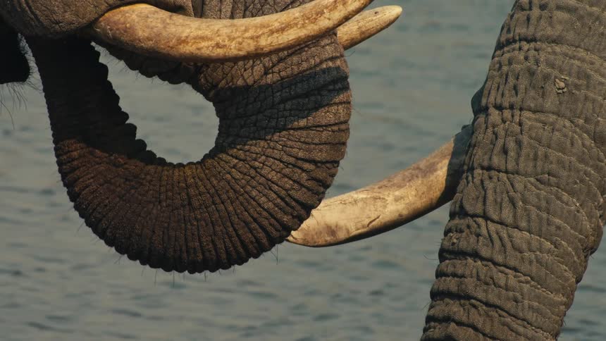 A slow-motion, intimate close-up of two African elephants gently resting their tusks together while standing in a river