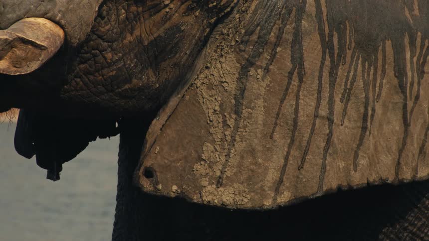 Extreme close up slow pan reveals the wrinkled and muddy details of an African elephant's face and eye