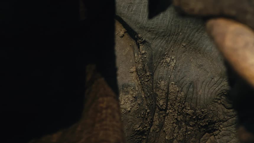 An extreme close-up reveals the incredible detail of an elephant's wrinkled, muddy skin, moving from its weathered tusk to its gentle eye