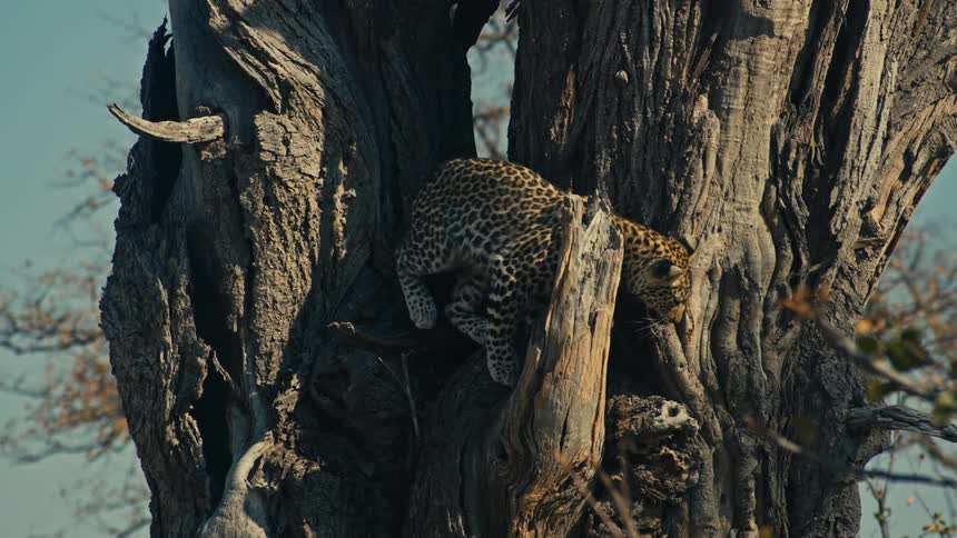 A curious leopard cub and its watchful mother emerge from their den inside a large, gnarled tree in the African savanna