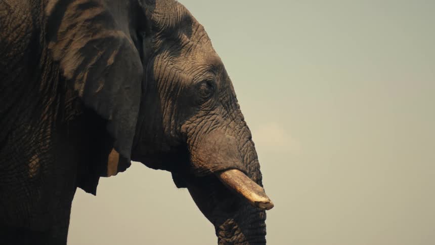 A close-up profile shot of a majestic African elephant standing still under a hazy sky