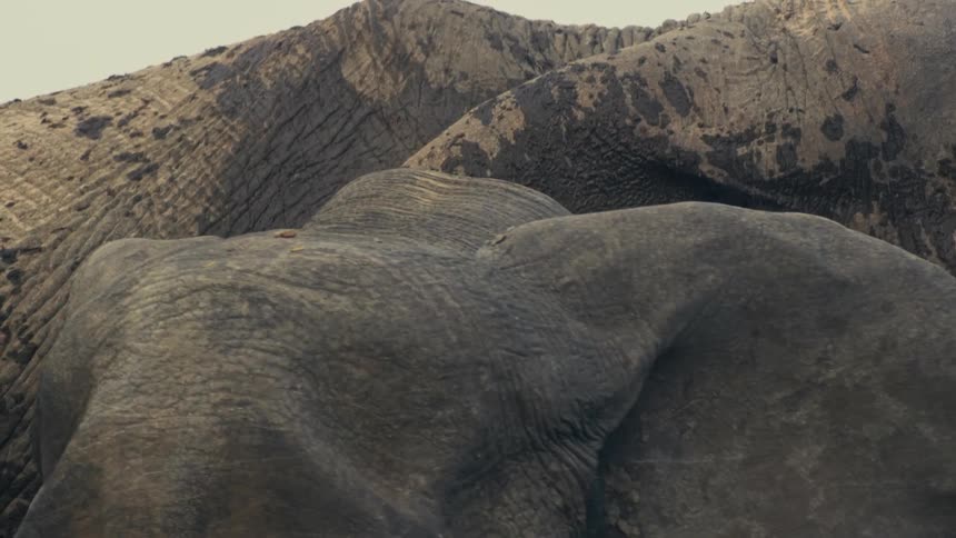 A detailed slow-motion close-up reveals the intricate textures and wrinkles on an African elephant's head