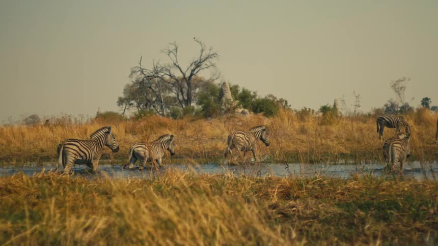 A herd of wild zebras cross a shallow river in a line through the golden African savanna in slow motion