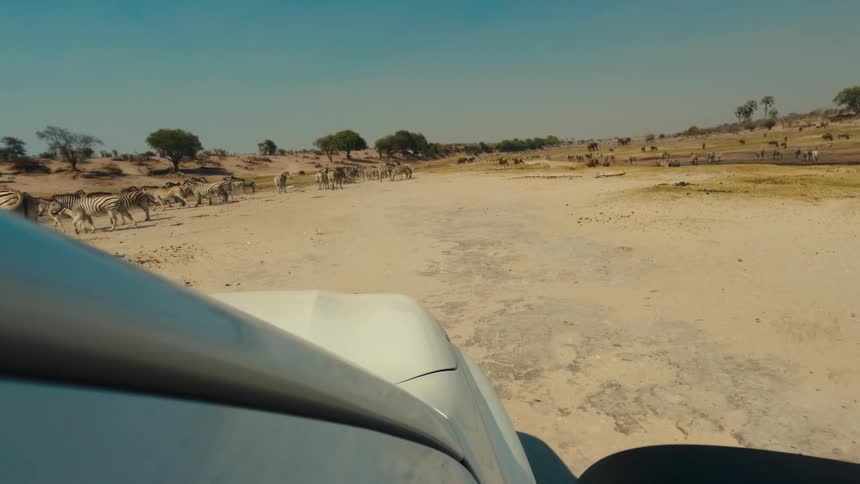 Point of view from a safari vehicle watching a large herd of zebras migrate across the dry African savannah