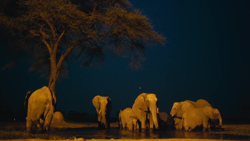 A herd of African elephants and their calves drinks from a watering hole at night, illuminated by a warm artificial light
