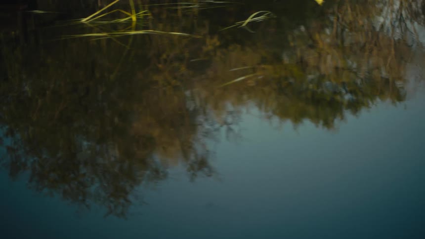 An abstract, painterly reflection of shoreline trees ripples on the calm, dark surface of a pond