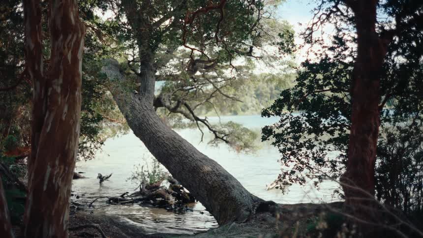 A serene forest frames a view of a leaning tree reaching out over the calm waters of a lake