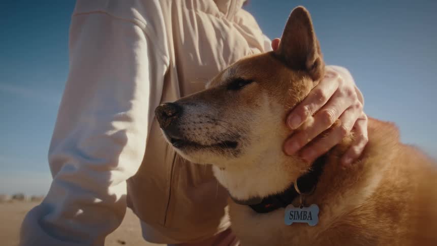 A tender close-up of a person affectionately petting their relaxed Shiba Inu dog on a sunny day at the beach