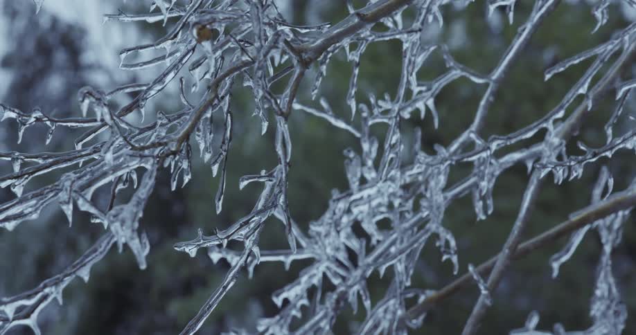A slow zoom out reveals intricate details of tree branches encased in a thick layer of ice after a winter storm