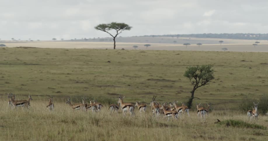 A herd of gazelles in a pasture