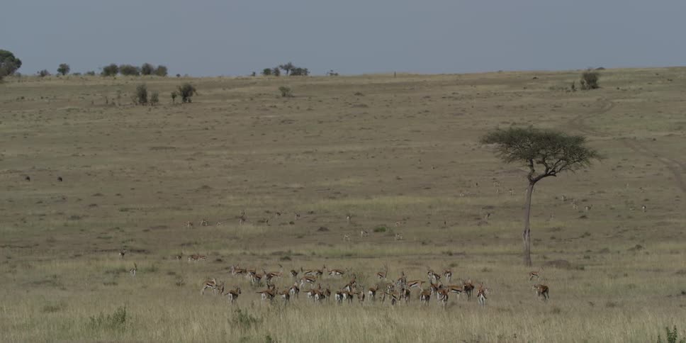 Herd of gazelles standing in a large grassy plain during the day