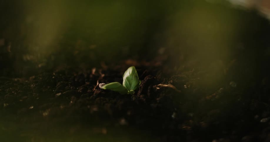 A captivating macro time-lapse shows a small green seedling emerging from the dark soil and growing its first leaves