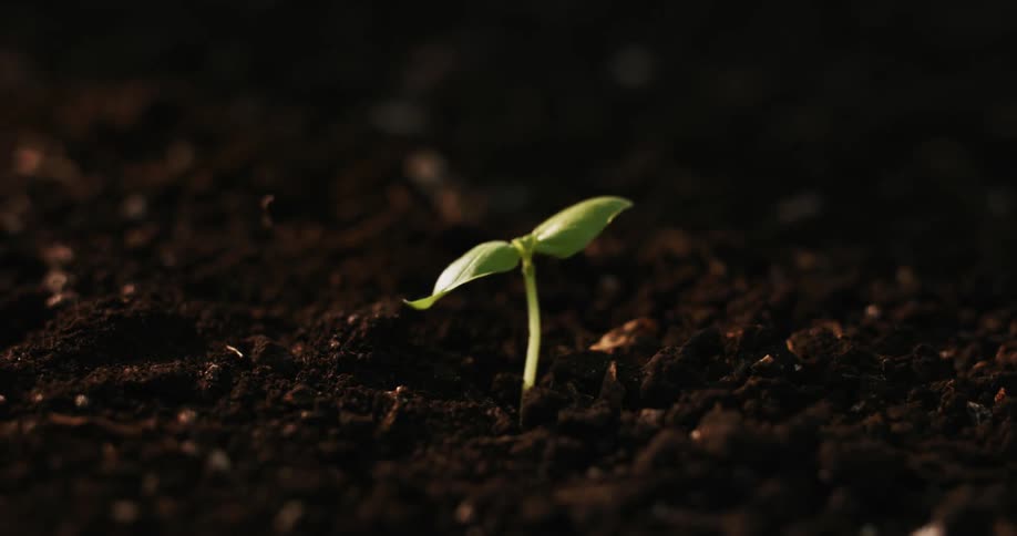 A close-up time-lapse shows a small green plant sprouting from the soil, representing growth and new life