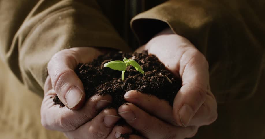 A person's hands gently cup rich soil, nurturing a small green sprout as a symbol of new life and hope