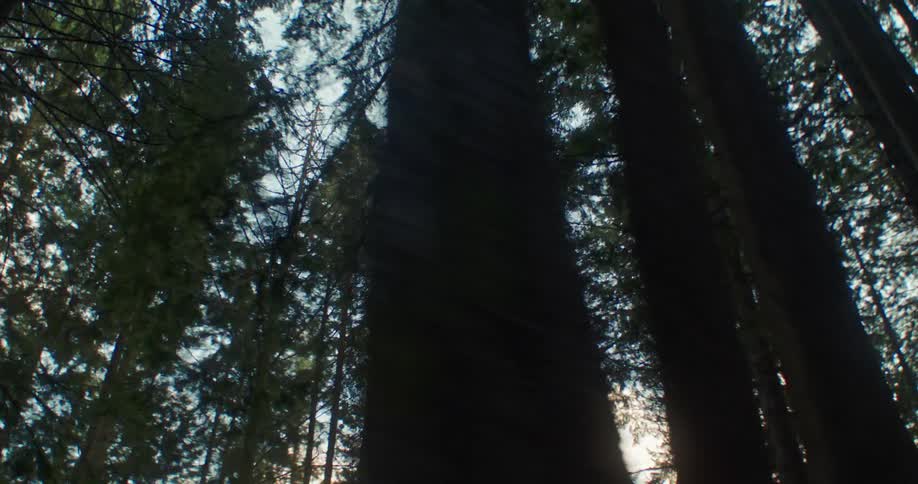 A slow tracking shot looking up at the canopy of a dense evergreen forest as sunlight filters through the tall trees