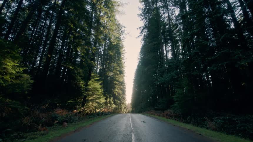 A serene view of an empty road leading through a dense, symmetrical forest of tall trees with sunlight ahead