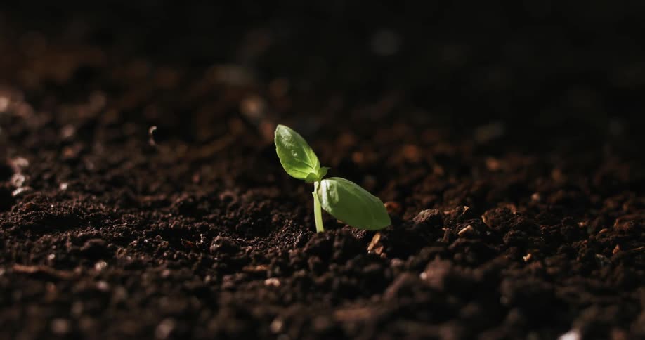 A close-up timelapse of a seedling sprouting from dark soil and unfurling its first leaves