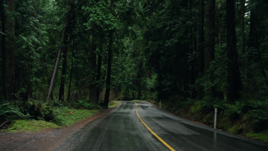 A slow, moody reverse dolly shot reveals a wet, empty road winding through a dense, lush forest