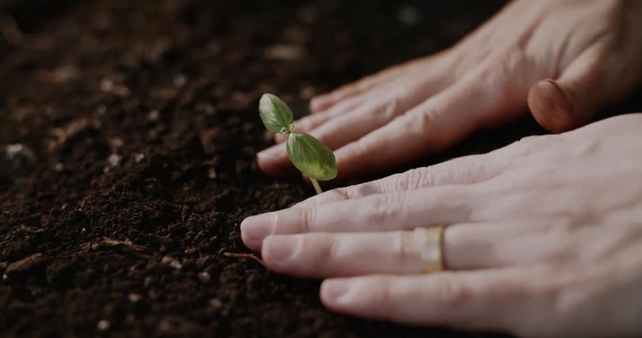 Close-up of a gardener's hands gently nurturing a tiny new seedling as it sprouts from the rich, dark soil