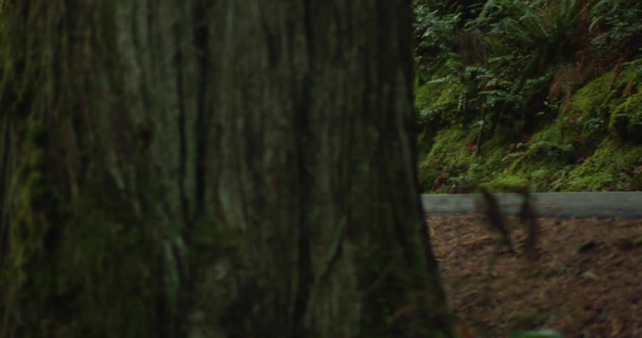 Close-up slow-motion shot of an athlete's legs running on a road surrounded by a dense, mossy forest