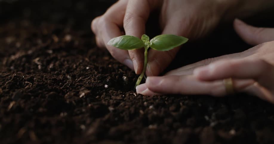 A gardener carefully plants a small basil seedling in rich dark soil