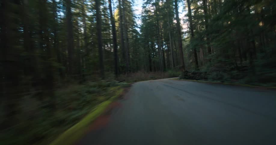 A fast-paced point-of-view drive along a winding road through a dense, tall evergreen forest