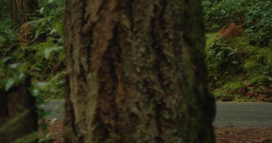 Slow motion side profile of a fit woman's legs as she jogs along a paved road winding through a lush, green forest