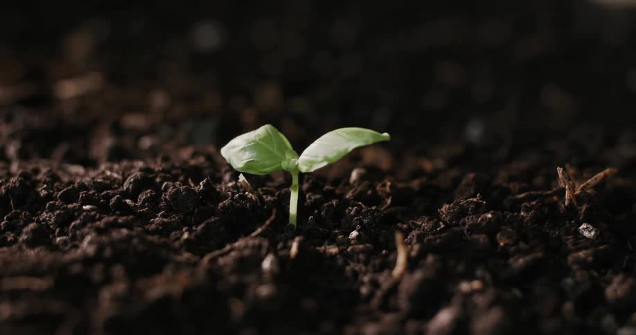A close-up time-lapse captures a small green seedling sprouting and growing from the dark soil