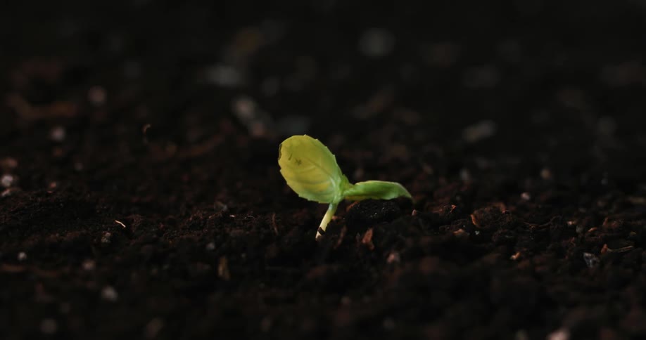 Timelapse captures a small green seedling sprouting and growing from the dark fertile soil