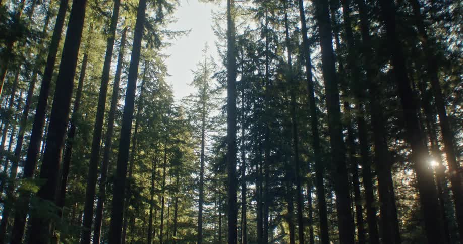 A serene low-angle pan reveals towering evergreen trees with sunlight filtering through the canopy, creating a gentle lens flare