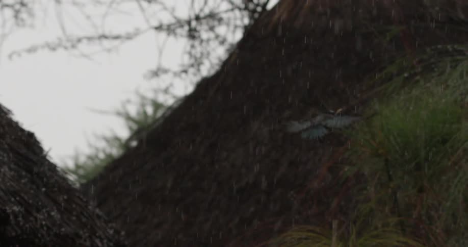 A bird hunts a flying insect in the rain