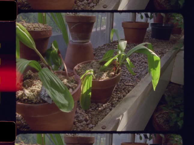 Vintage film footage of potted plants basking in the sun in a rustic greenhouse
