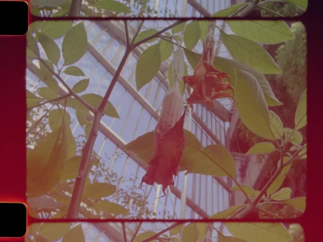 Low-angle vintage film shot of wilting red Angel's Trumpet flowers hanging inside a botanical greenhouse