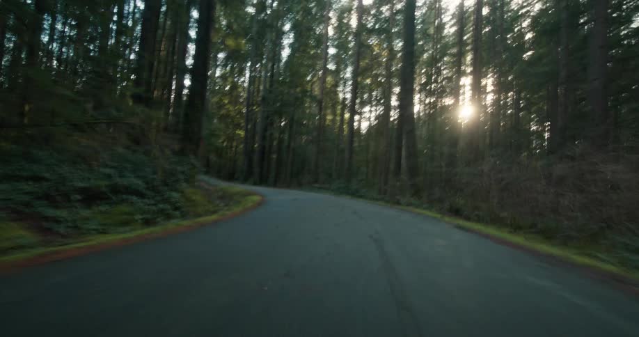 A smooth POV shot travels down a winding paved road through a dense, verdant forest as the sun shines through the tall trees
