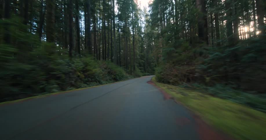 A scenic first-person drive along a curvy paved road surrounded by a lush green forest of tall trees