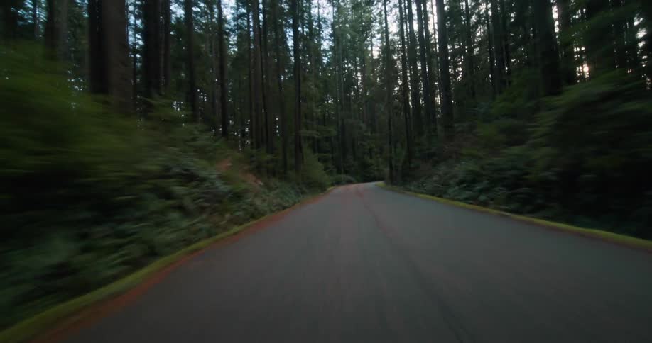 A smooth first-person perspective shot of driving along a winding road through a dense forest of towering redwood trees