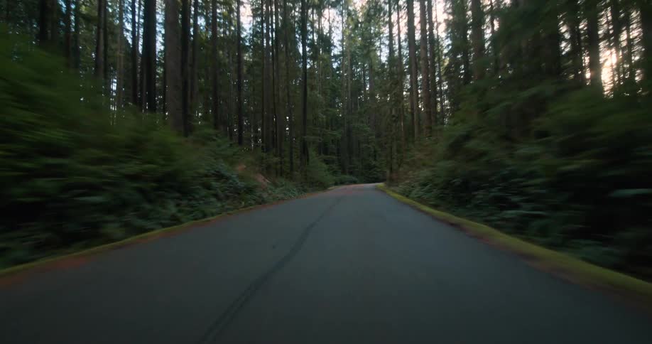 A scenic point-of-view drive down a winding road through a dense forest of towering evergreen trees