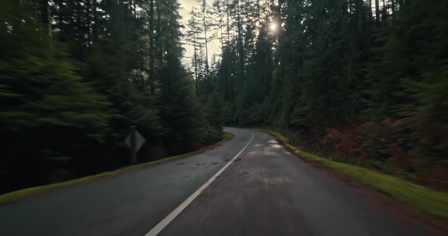 First-person perspective of a scenic drive down a winding road through a dense, sun-dappled evergreen forest