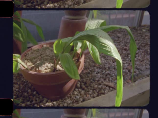 A leafy potted plant in a greenhouse captured with a vintage film scan aesthetic and a split-frame effect