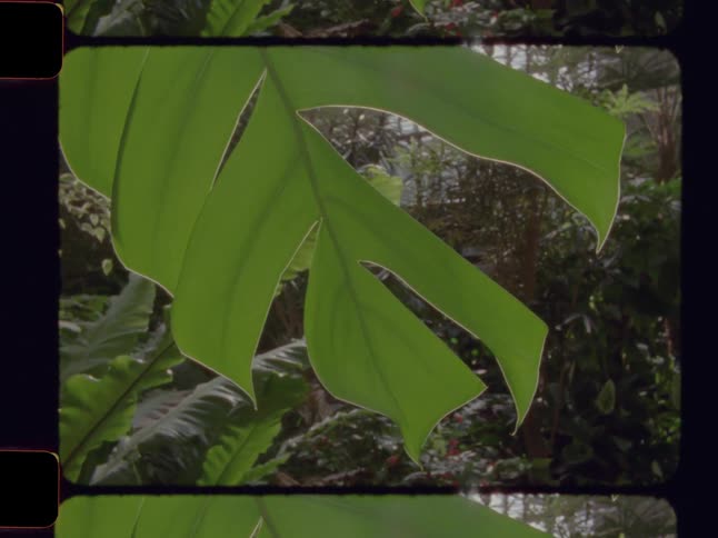 A close-up of a large green tropical leaf in a lush conservatory with vintage film effects and light leaks