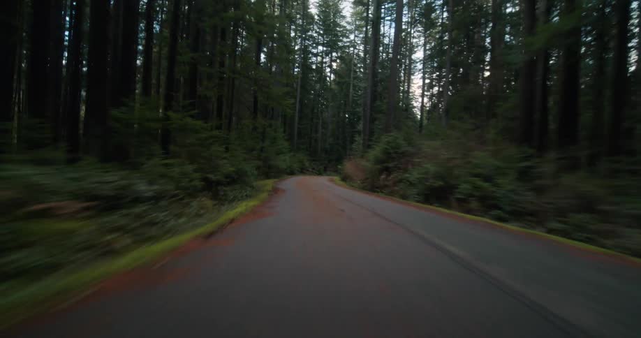 A point-of-view shot captures a fast drive along a winding, paved road through a dense and lush evergreen forest