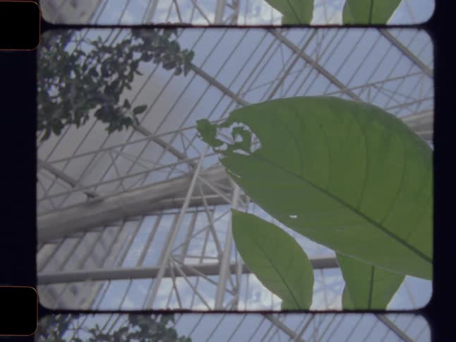 Low angle view of large green leaves inside a glass greenhouse, with a vintage film aesthetic