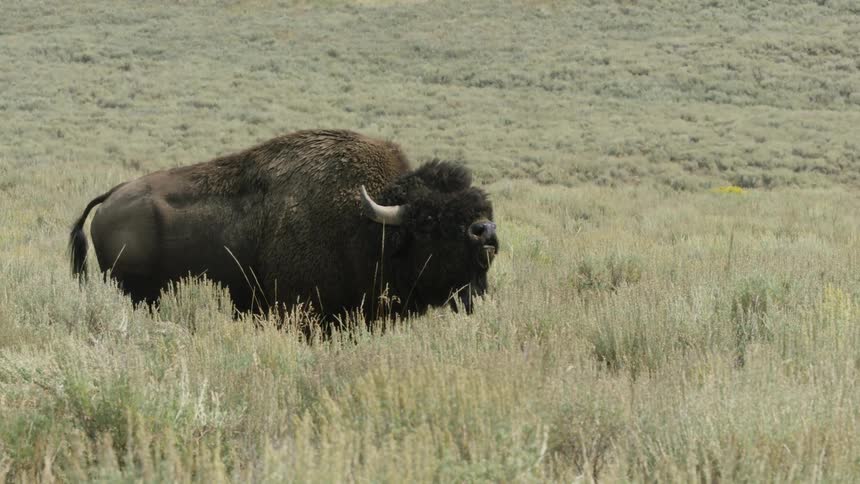 A large male American bison stands and grunts in a vast prairie before lowering its head to graze