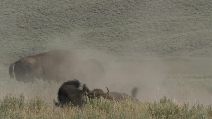 An American bison takes a vigorous dust bath in slow motion, rolling on its back and kicking up clouds of dirt on the open prairie