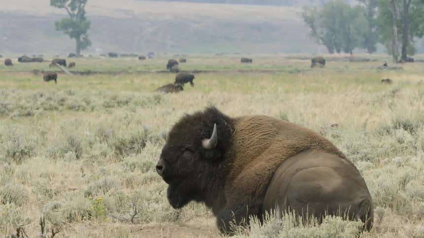 A large American bison finds a spot in a grassy field to lie down and rest with its herd in the background