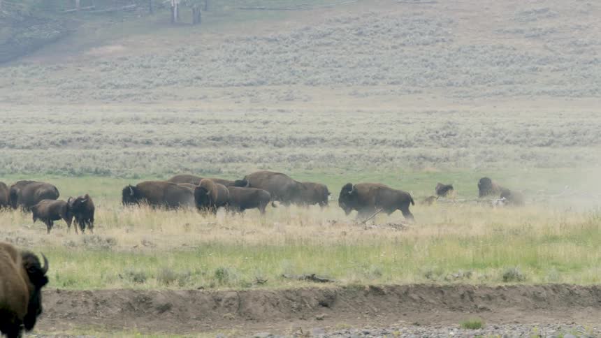 A dusty herd of American bison slowly migrates across the grassy plains of Yellowstone National Park