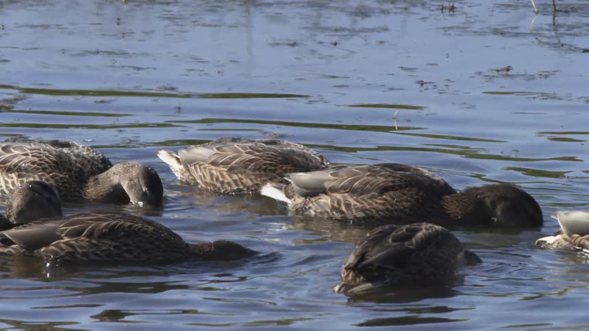 A raft of brown ducks dips their heads into the calm blue pond to feed on a sunny day